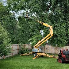 How Our Tree Care Process Works  in  Oceanside, CA