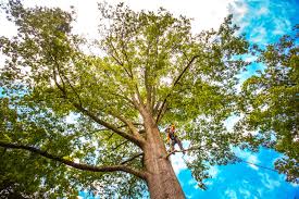 Best Tree Trimming and Pruning  in Oceanside, CA