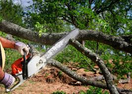 How Our Tree Care Process Works  in  Oceanside, CA