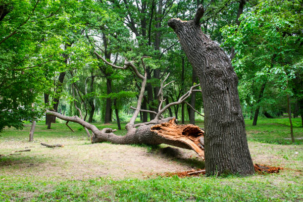 Best Hazardous Tree Removal  in Oceanside, CA
