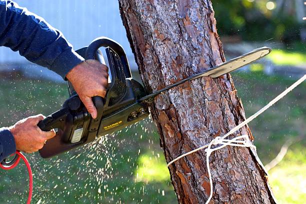 Best Lawn Watering Services  in Oceanside, CA