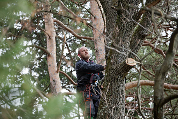 Best Tree Mulching  in Oceanside, CA