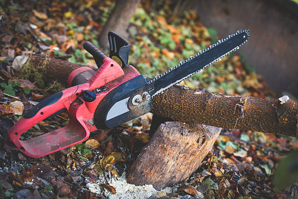 Best Lawn Pest Prevention  in Oceanside, CA